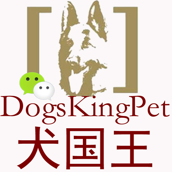 犬国王繁育比赛训练德国牧羊犬